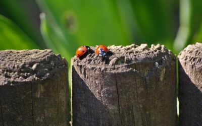 Succesvol werken aan duurzaam geluk