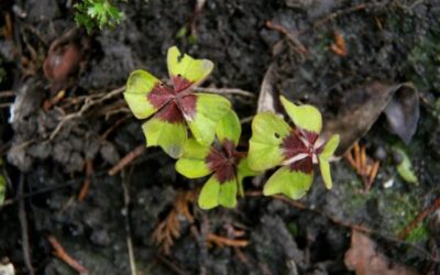 Toeval? Dat bedenk je tóch niet!