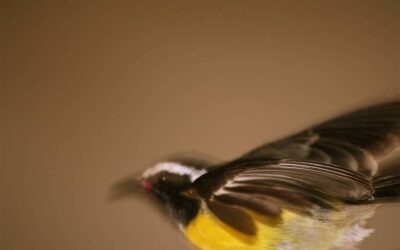 Niet starten is geen doen